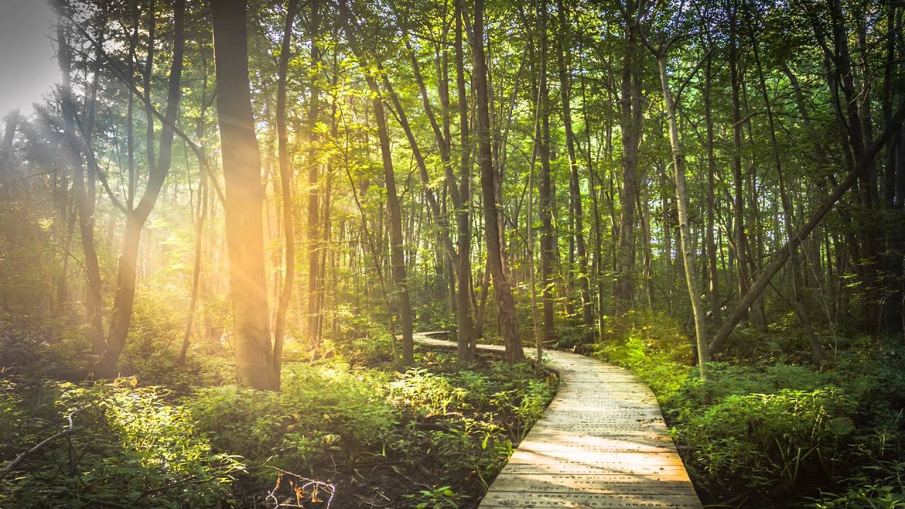 Vaklymerzodblix outdoor walking path sunlight trees mindful rhythm breaks Mississauga lifestyle rhythm imagery